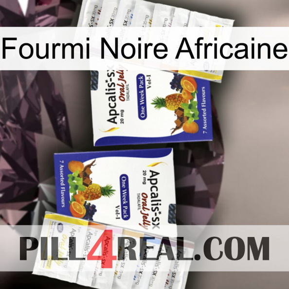 African Black Ant 12